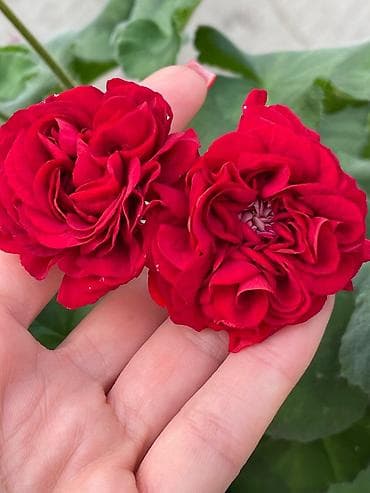 розы купить: Пеларгонии сортовые (махровые, розебудные) — коллекционные формы с — 2