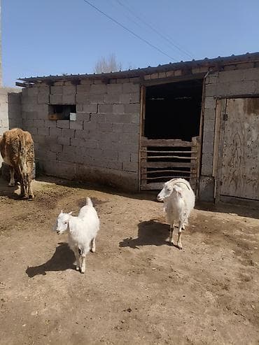 Продаю | Коза (самка), Козлёнок | Битал | Для молока | Племенные