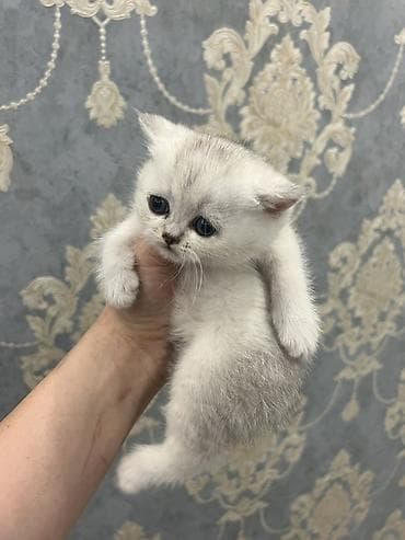 кошки британские: Британская короткошёрстная, 1 месяц, Мальчик, Серебристая шиншилла, Приучена к лотку — 2