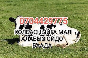 Колбаса цехи, Жеке жак : Уйлар, букалар, Жылкылар, аттар, Башка а/ч жаныбарлары, | Бардык шартта, Союлган, Союуга, этке