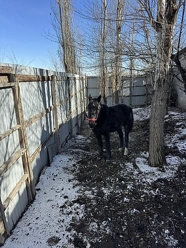 Продаю | Кобыла (самка) | Рабочий