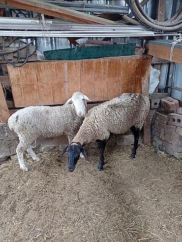 Продаю | Овца (самка) at lalafo.kg Продаю | Овца (самка)