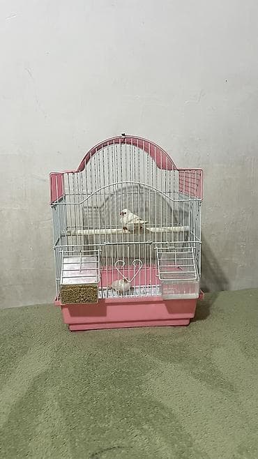 клетки для птицы: Амадин пара + клетка — 1