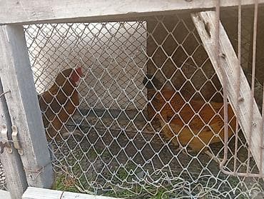 Продаю | Куры | Домашняя | Для разведения