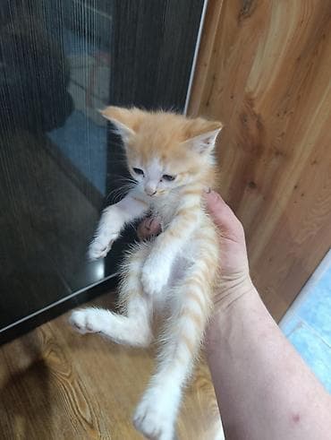 объявления про котят: Отдам даром двух котят — 1
