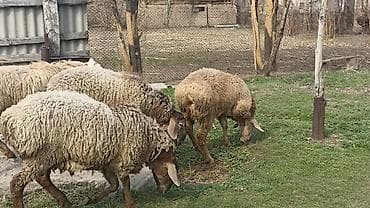 Продаю | Овца (самка) | Для разведения