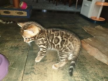 бенгалский: Бенгальская, 2 месяца, Мальчик — 1