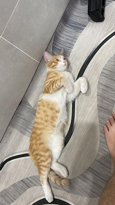 рыжая кошка: Кошка даром: Беспородная, Мальчик, Приучена к лотку — 1