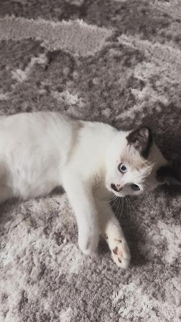 Котёнок с яркими голубыми глазами и колор-поинт окрасом. Основная