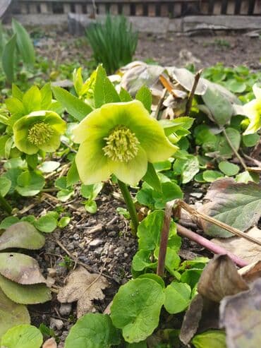 органайзер бишкек: Көчөттөр гүлдүн — 3