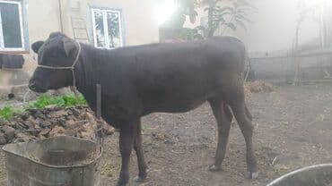 Продаю | Музоо, торпок | Для разведения