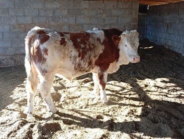 зоосалон грумира бишкек: Сатам | Бука (эркек) | Бордоп семиртүү үчүн | Асыл тукумдуу — 7