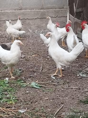 Животные: Продаю курочки Леггорн. 12 штук . 3х месячные. есть — 7
