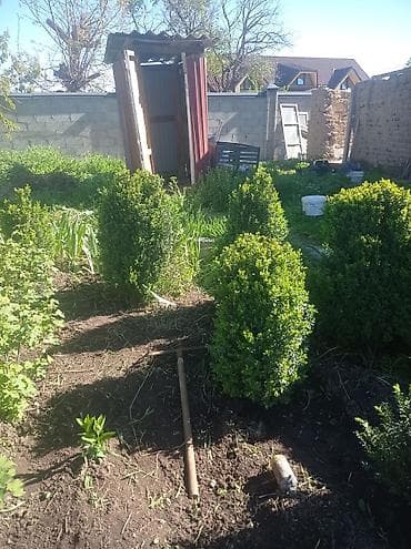 Самшит (Buxus sempervirens) — взрослые сформированные кусты для живых