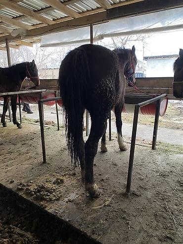 Үй жаныбарлары үчүн товарлар: Сатам | Бээ (ургаачы) | Аргын | Жумушка — 3