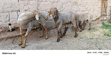 баран самка: Продаю | Овца (самка) | Для разведения | Ярка — 3