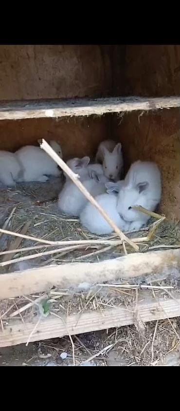 собака ягдтерьер цена: Продаю | Крольчата | Для разведения | Племенные — 5