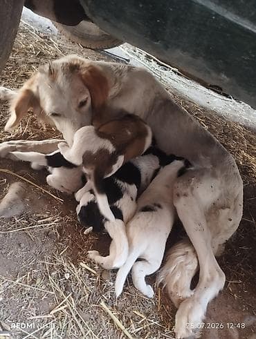 сони грей: Спаниель, 1 месяц, Самка — 3