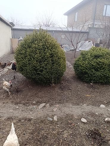 мал караганы: Ель декоративная, шаровидная крона - Порода: ель (вероятно — 2