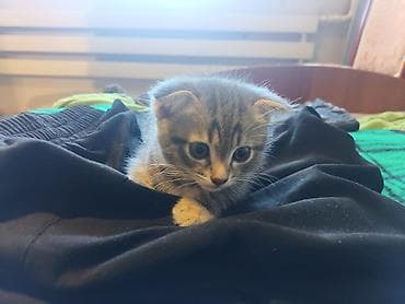 продаю кукруза: 🐾 Пушистое счастье ищет дом! 🏡 потрясающая девочка ушки стоячие — 2