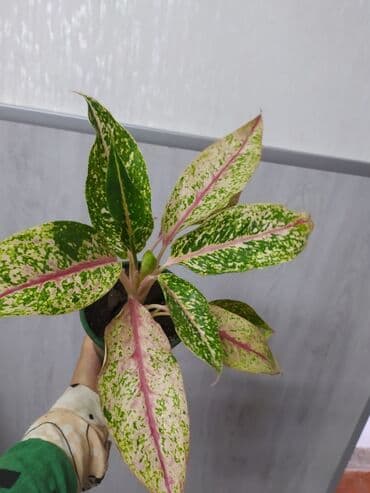 растения аквариумные купить: Другие комнатные растения — 6