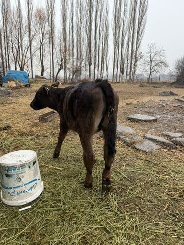 купить калифорнийского червя: Продаю | Музоо, торпок | На откорм | Искусственник — 2