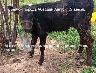 бравекто цена бишкек: Сатам | Музоо | Бордоп семиртүү үчүн — 4