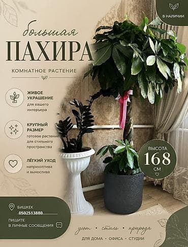 пахира: Большая пахира (комнатное растение) - Высота: 168 см - Крупный — 1