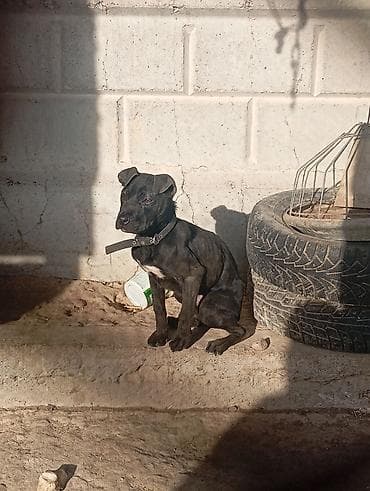 питбуль черный: Питбуль, 3 месяца, Самка — 2