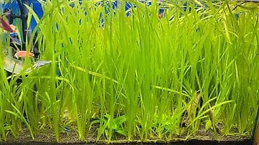 Башка жаныбарлар: Продается аквариумное растение валлиснерия — 1