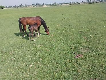 продаю кунан: Продаю | Кобыла (самка) | Для разведения — 3