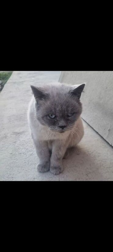 голден ретривер бишкек: Британская короткошёрстная, более 5 лет, Мальчик, Серый, Приучена к лотку — 1