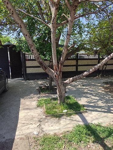 5000 сом кино: Продается дом на участке 18 соток, возле таможни Кордай, имеется — 10