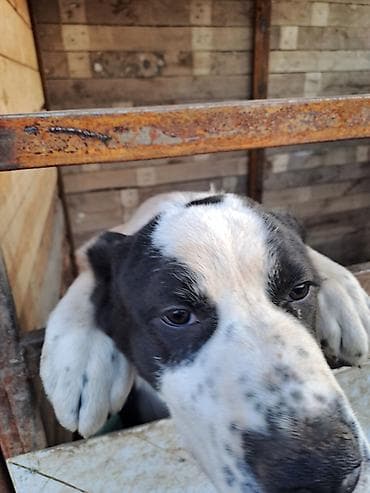 собака даберман: Алабай, 6 месяцев, Самка, С прививкой — 4