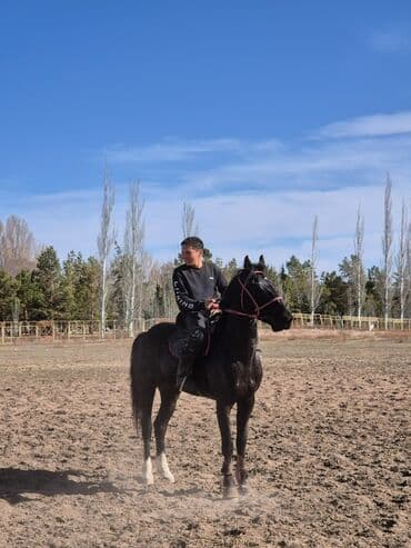 продажа пчёл: Сатам | Байтал | Ат спорту — 1