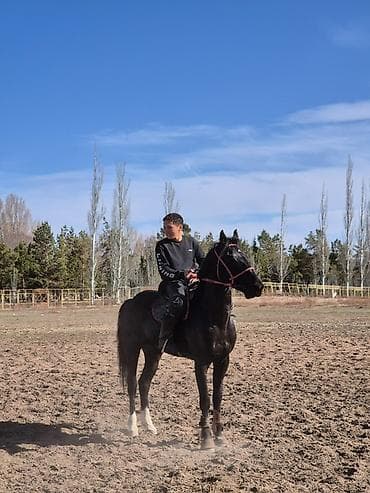 Продаю | Конь (самец) | Рабочий — 5