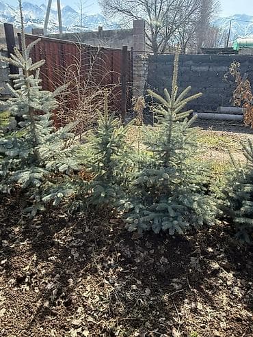 семена голубой ели купить: Ель колючая (Picea pungens), голубая форма — декоративные саженцы для — 5