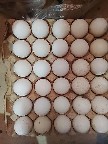 емкость бочка: Куриные яйца, белая скорлупа. Упаковка — картонные лотки по 30 штук — 1