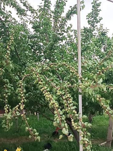 4 bedroom: Кок-Жар,Байсу.Просторный двухэтажный дом с мансардой и балконом. Фасад — 8