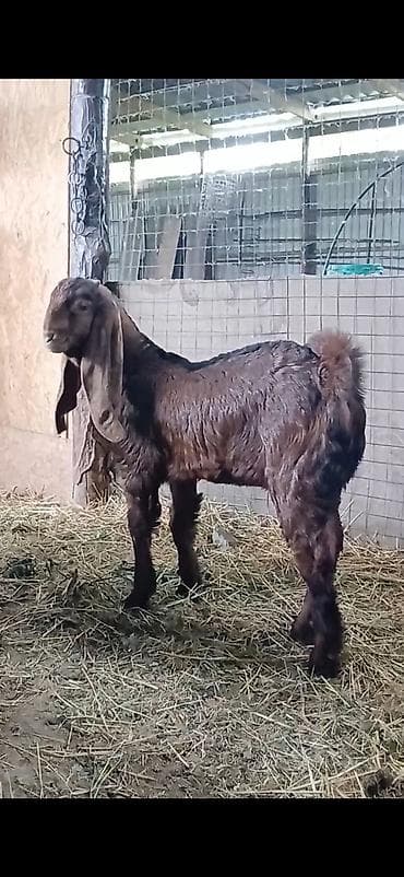 коровы телки 35000: Продаю | Козёл (самец) | Камори | Для разведения, Для молока | Племенные, Осеменитель — 7