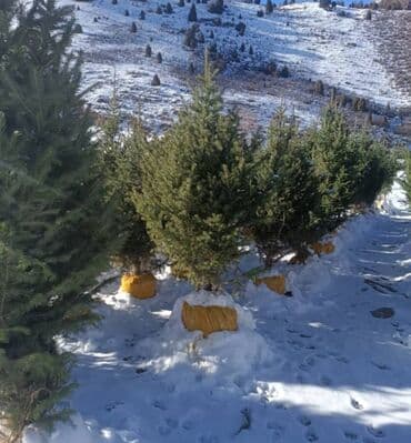 купить декоративные деревья: Тянь-Шаньские ели 1.8 до 2м — 4