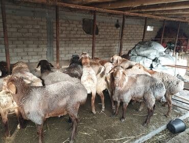 үй жаныбарлары: Сатам | Ургаачы кой (ургаачы) | Көбөйтүү үчүн | Ургаачы — 1