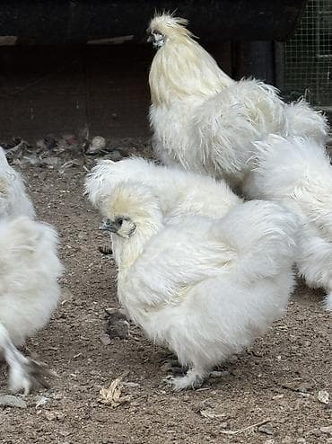 Иттер: Сатам | Тооктор, Короздор — 3