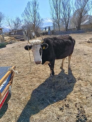 А/ч жаныбарлары үчүн тоюттар: Сатам | Уй (ургаачы) | Голштин | Сүт алуу үчүн | Бооз — 6