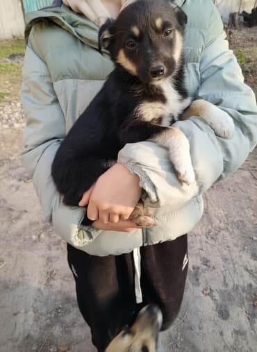 щенки кангал: Отдадим щенков даром в добрые руки, вырастут крупными — 1