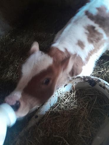 жаны асый: Сатам | Кунаажын | Голштин | Сүт алуу үчүн | Музоологондон кийин — 3