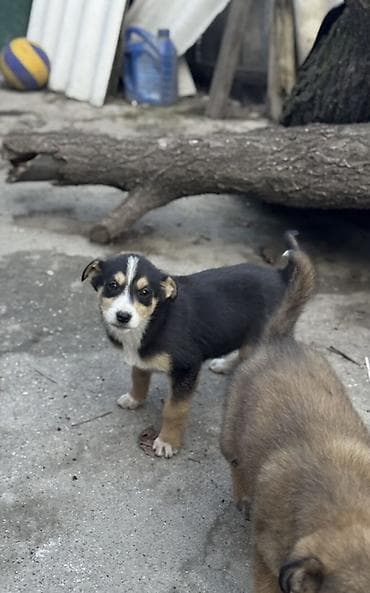 Отдам даром собаку: Собака даром: Дворняжка, 3 месяца, Самка — 1
