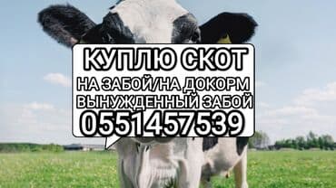 продажа домашних животных: Куплю | Коровы, быки, Лошади, кони, Другие с/х животные | Круглосуточно, Любое состояние, Забитый — 1