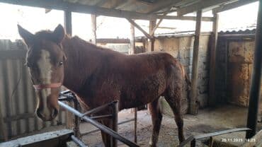 собака немецкая овчарка купить: Продаю | Жеребец | Дончак | Рабочий — 5