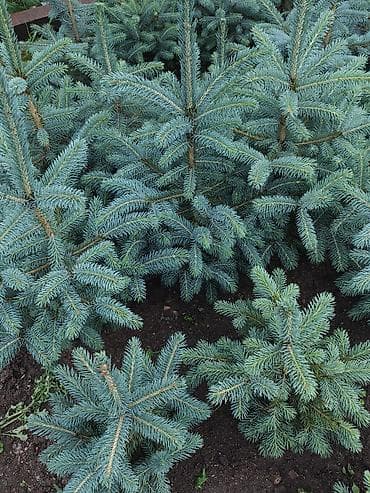 Дом и сад: Ель колючая голубая (Picea pungens ‘Glauca’) — декоративные саженцы с — 2